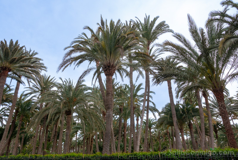 Palmeral Maspalomas Gran Canaria