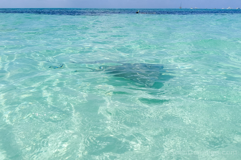 Cozumel Manta Raya