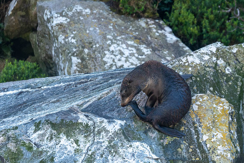 Milford Sound Fiordo Nueva Zelanda Foca