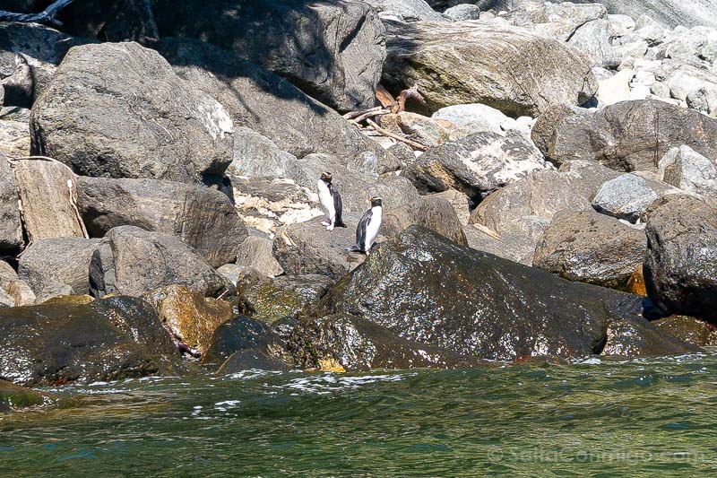 Milford Sound Fiordo Nueva Zelanda Pinguinos