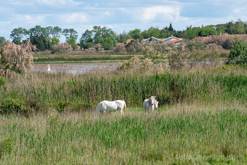 Que Ver en la Camarga Caballos Camargue