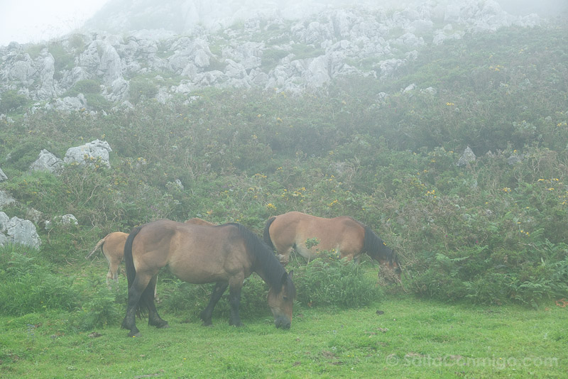 Lagos de Covadonga Caballos