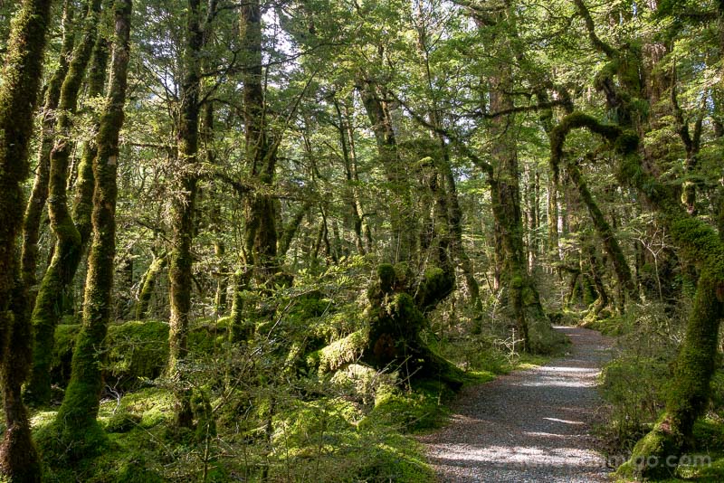 Milford Road Lake Gunn Bosque