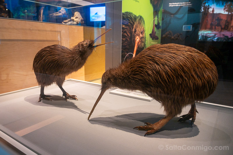 Que Ver en Wellington Te Papa Tongarewa Kiwis