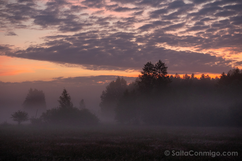 Bisontes en Polonia Bosque Bialowieza Amanecer Niebla