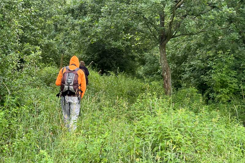 Bisontes en Polonia Bosque Bialowieza Caminata
