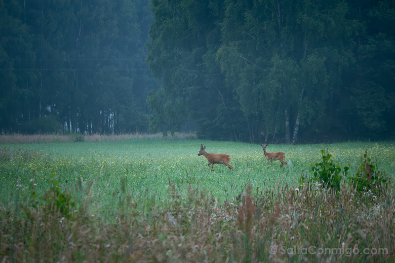 Bisontes en Polonia Bosque Bialowieza Corzos