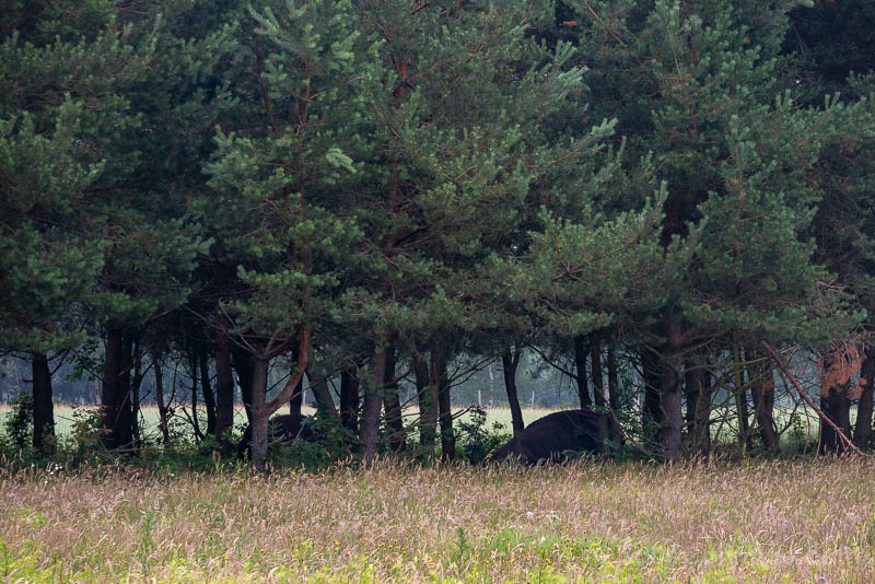 Bisontes en Polonia Bosque Bialowieza Machos Arboles