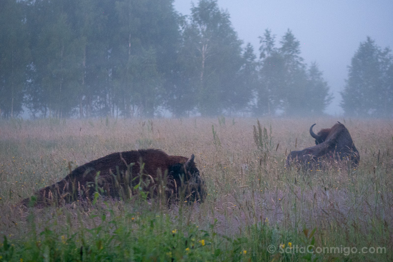 Bisontes en Polonia Bosque Bialowieza Machos Tumbados