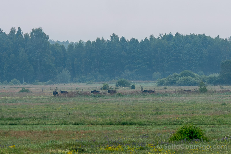 Bisontes en Polonia Bosque Bialowieza Manada Hembras