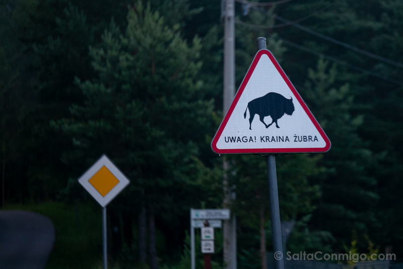 Bisontes en Polonia Bosque Bialowieza Precaucion