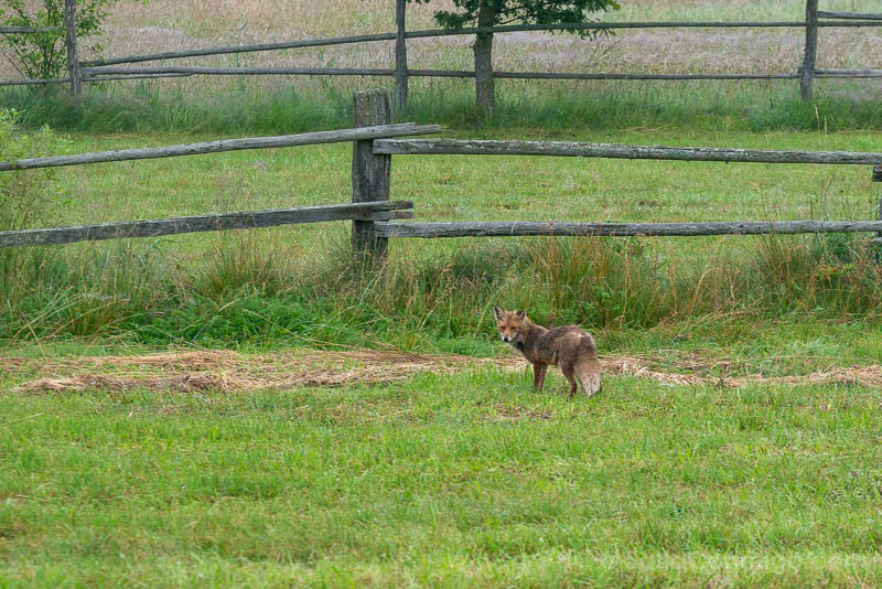 Bisontes en Polonia Bosque Bialowieza Zorro
