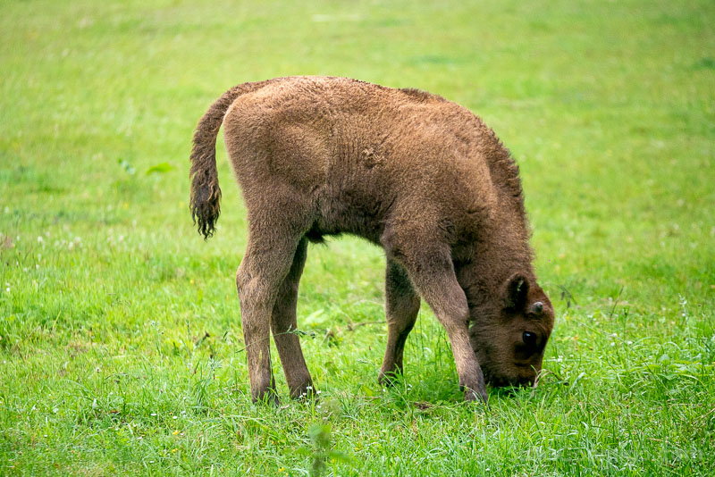 Bisontes en Polonia Rezerwat Pokazowy Zubrow Ternero