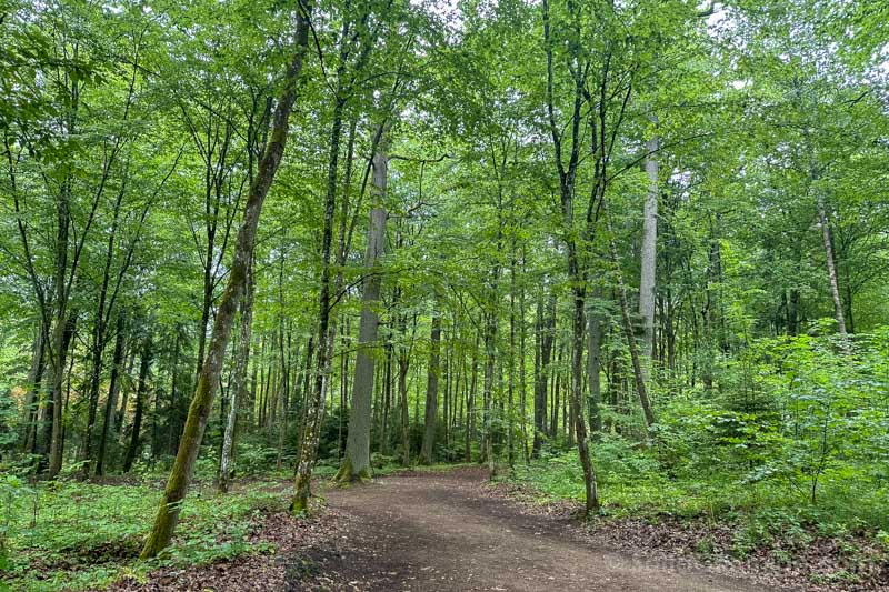 Guarida del Lobo Polonia Bosque