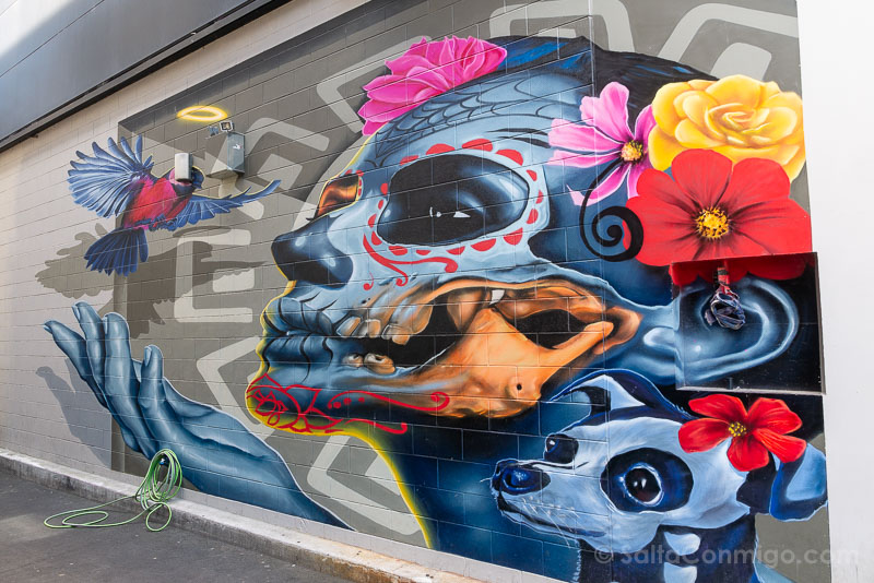 Que Ver en Christchurch Grafiti Chiwahwah Dcypher