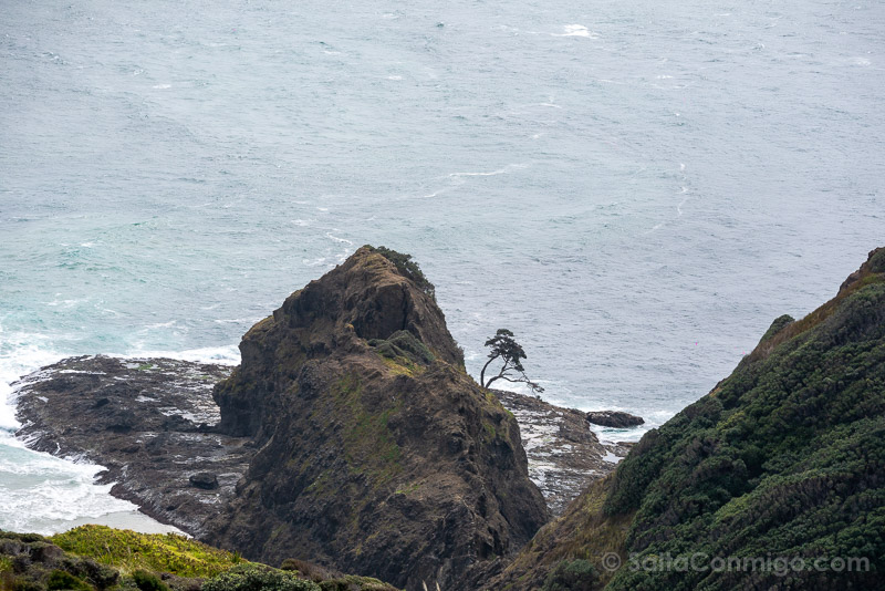 Cape Reinga Nueva Zelanda Faro Pohutukawa Kahika