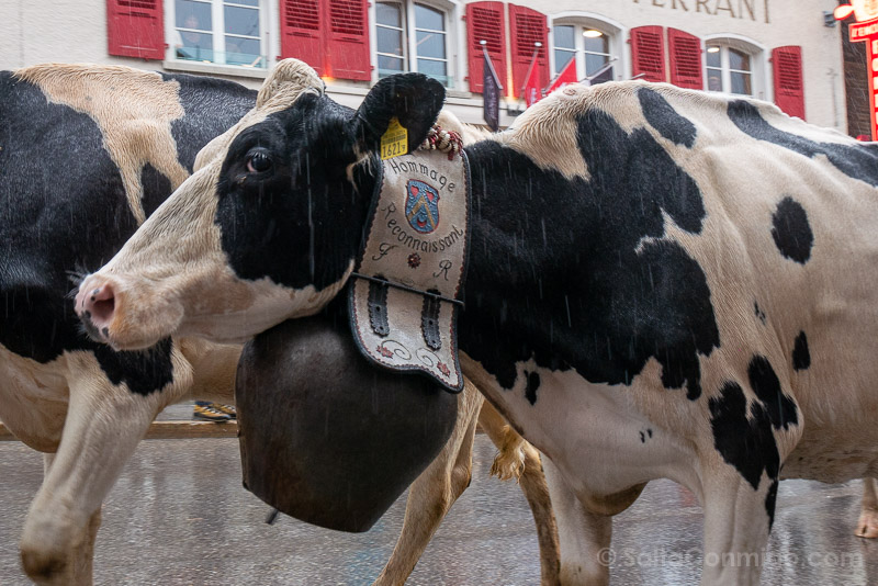 Desalpe de Charmey Vaca Cencerro
