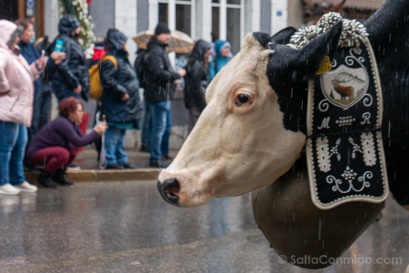 Desalpe de Charmey Vaca Cerca