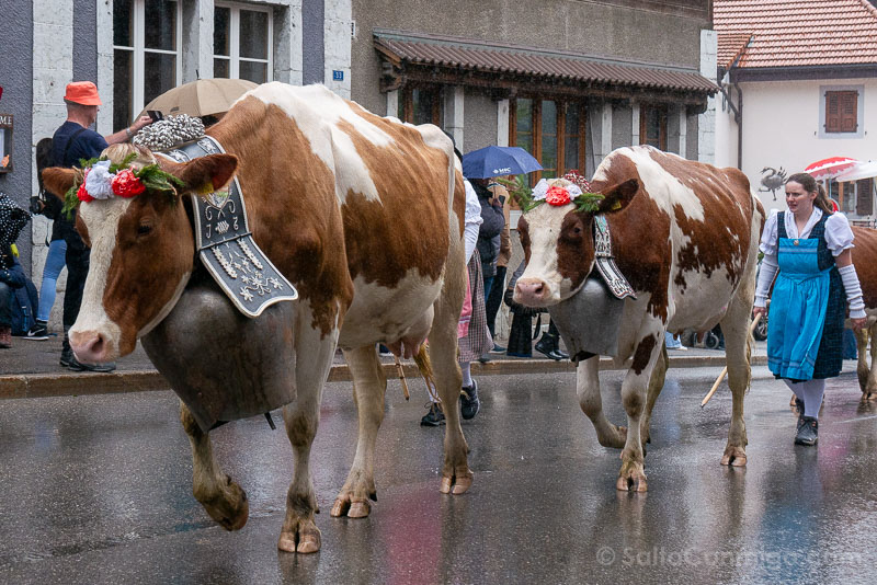 Desalpe de Charmey Vacas Cencerros