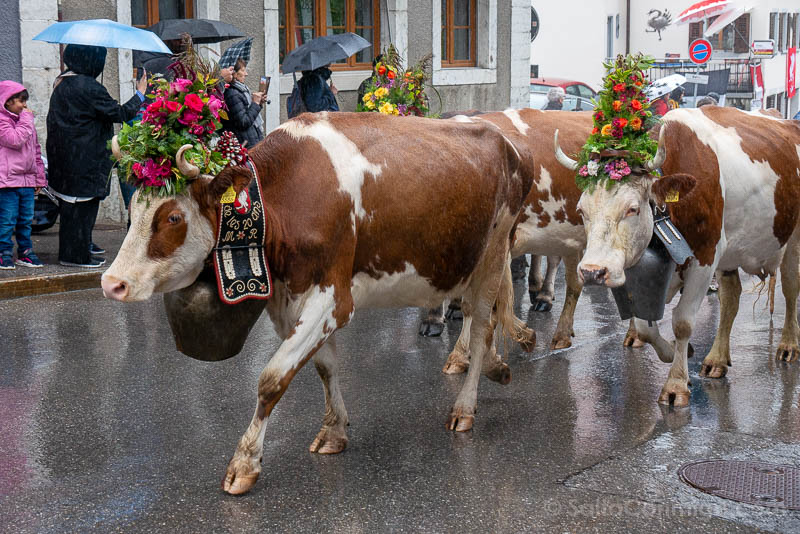 Desalpe de Charmey Vacas Flores