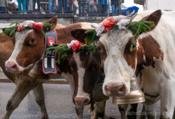 Desalpe de Charmey Vacas Frente