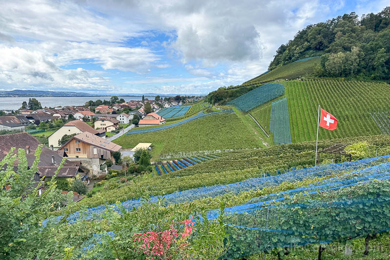 Que Ver en Canton de Friburgo Vinedos del Vully