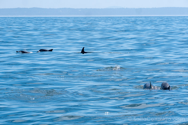 Que Ver en Cascais Delfines