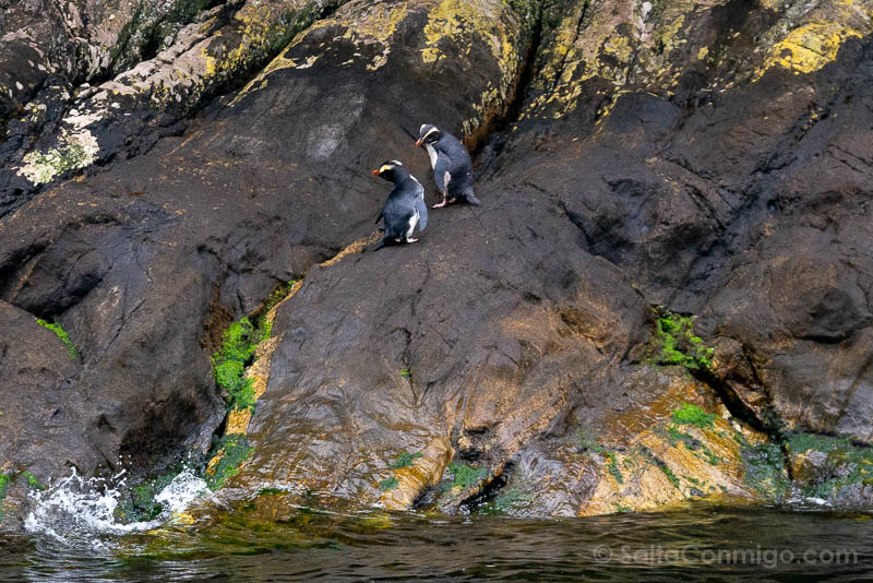 Doubtful Sound Nueva Zelanda Pinguinos