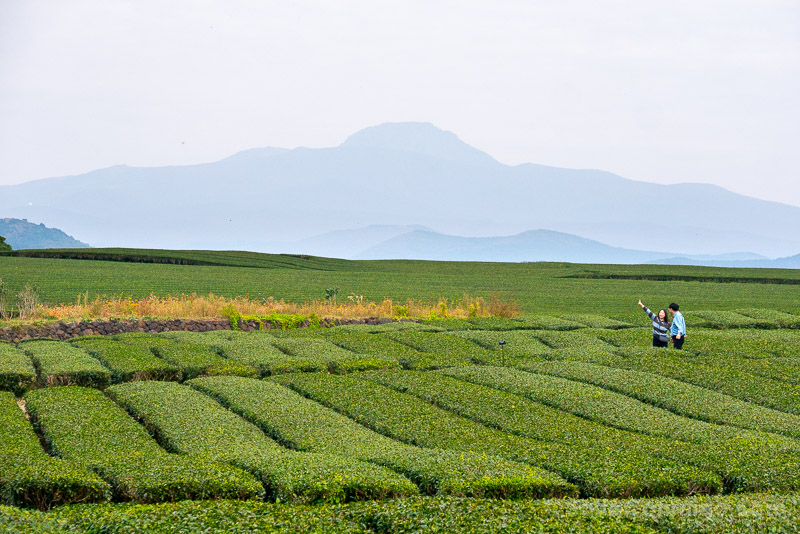 Que Ver en Jeju Campos Te O'sulloc