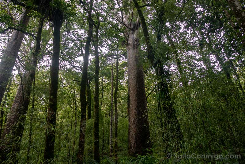 Bosques de Kauri de Nueva Zelanda Trounson Kauri Park Bosque