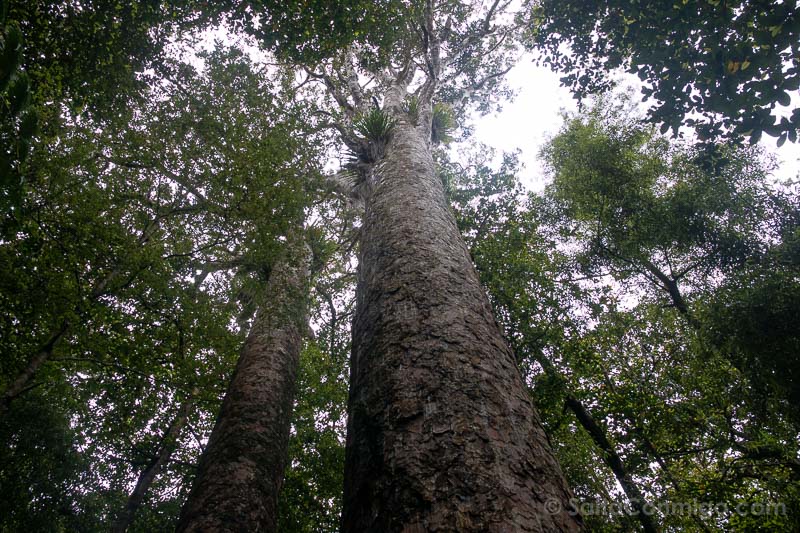 Bosques de Kauri de Nueva Zelanda Trounson Kauri Park Copas