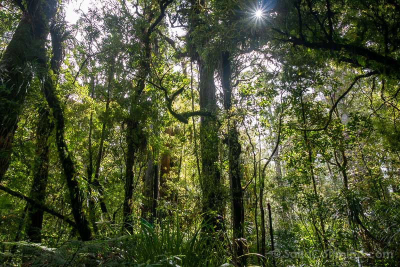 Bosques de Kauri de Nueva Zelanda Waipoua Forest Estrella