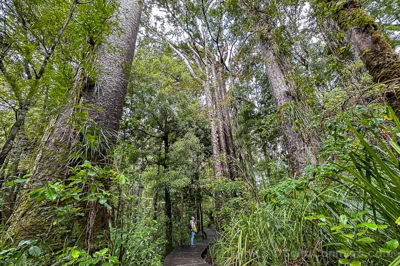 Bosques de Kauri de Nueva Zelanda Waipoua Forest JAAC