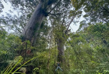 Bosques de Kauri de Nueva Zelanda Waipoua Forest Salto