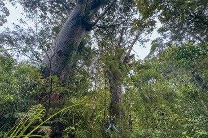 Bosques de Kauri de Nueva Zelanda Waipoua Forest Salto