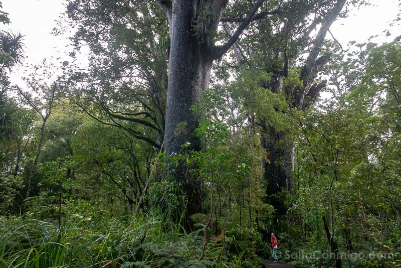 Bosques de Kauri de Nueva Zelanda Waipoua Forest Sara