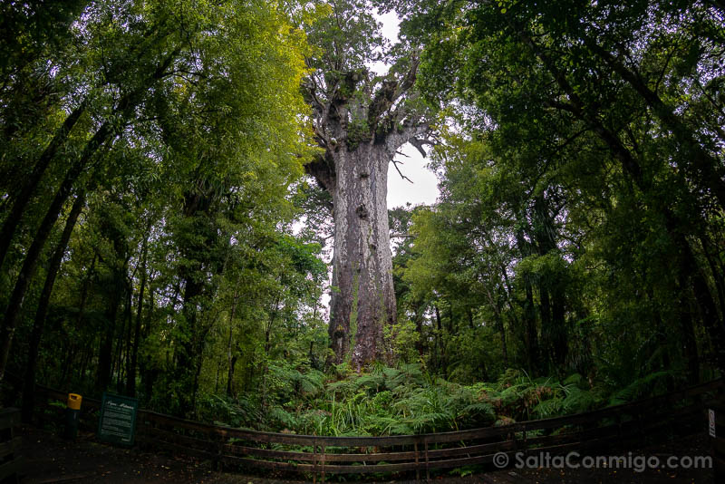 Bosques de Kauri de Nueva Zelanda Waipoua Forest Tane Mahuta