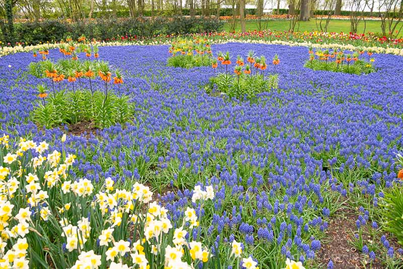 Floralia Brussels Castillo Groot-Bijgaarden Jacintos