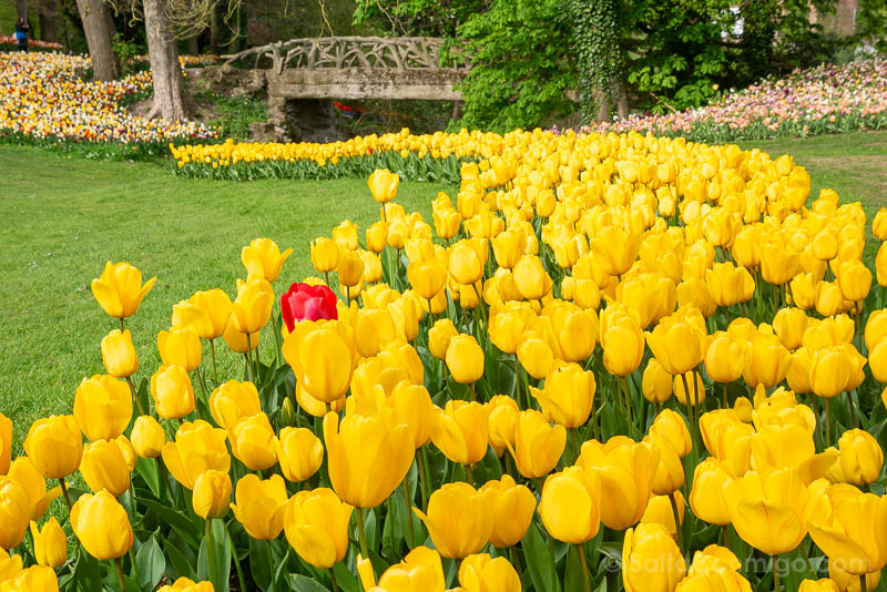 Floralia Brussels Castillo Groot-Bijgaarden Tulipanes Amariillos Rojo