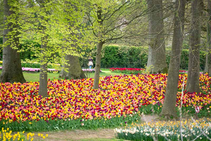 Floralia Brussels Castillo Groot-Bijgaarden Tulipanes Arboles