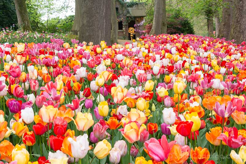 Floralia Brussels Castillo Groot-Bijgaarden Tulipanes Maya