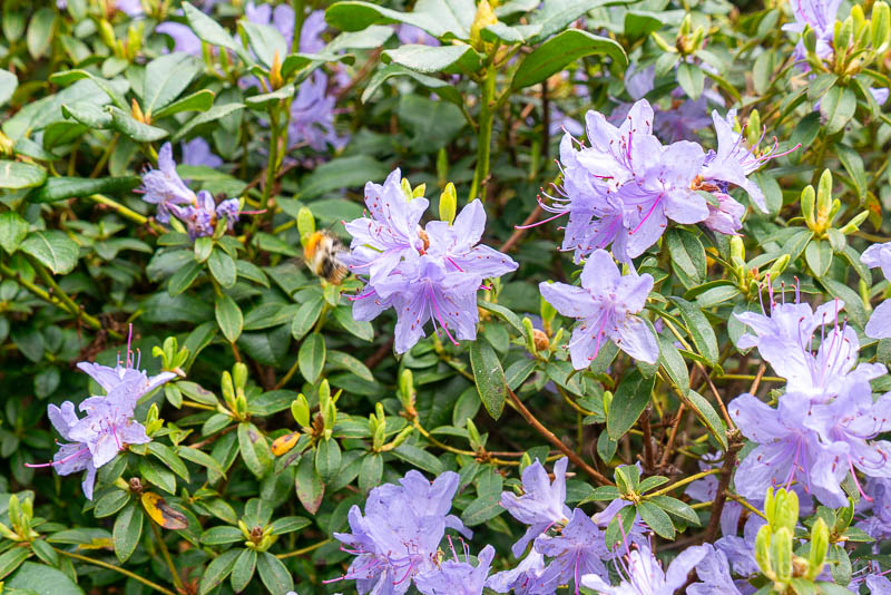 Plantentuin Meise Rododendros