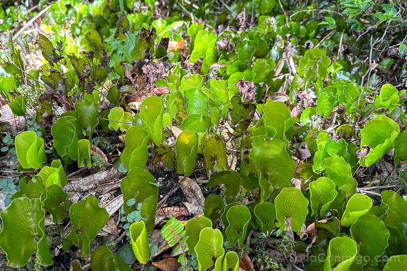 Rangitoto Nueva Zelanda Kidney Fern Glen Helecho Rinon
