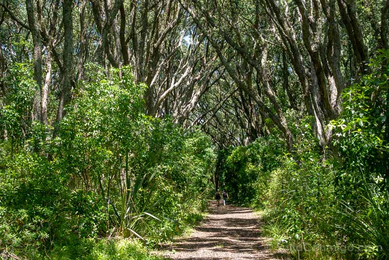 Rangitoto Nueva Zelanda Sendero Bosque