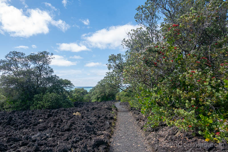 Rangitoto Nueva Zelanda Summit Track Pohutukawa
