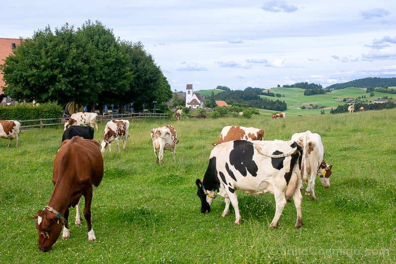 Que Ver en Emmental Vacas