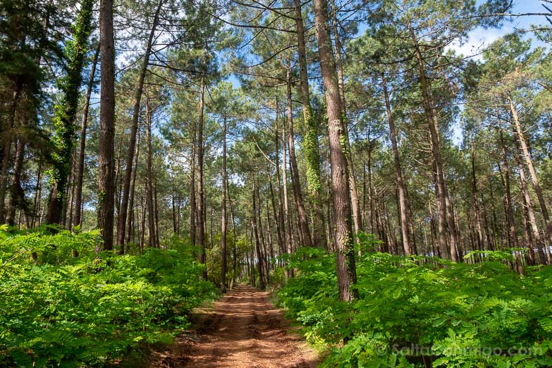 Que Ver en Mimizan Reserva La Mailloueyre Bosque Pino