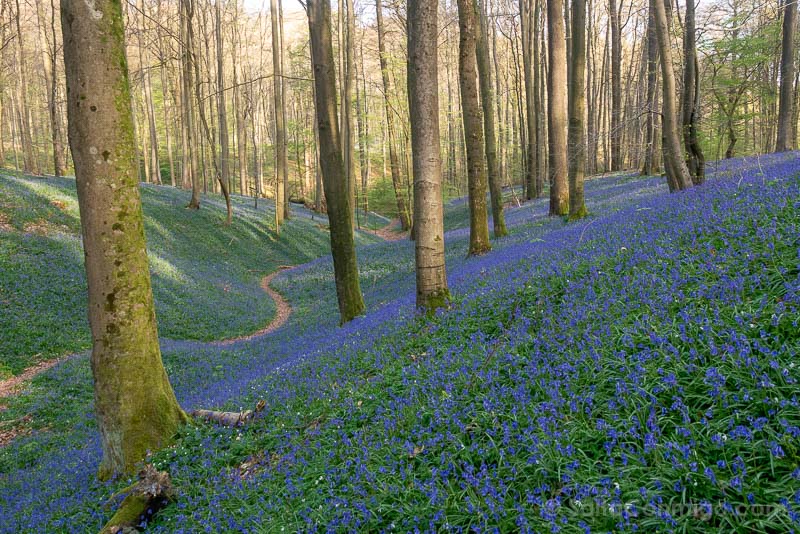 El sendero por la reserva UNESCO del bosque de Soignes con los jacintos