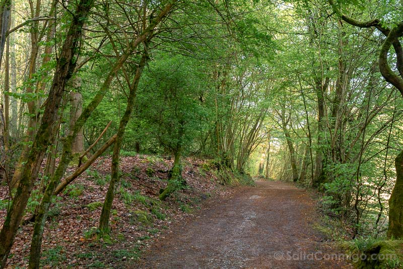 Arboles junto sendero bosque de Soignes