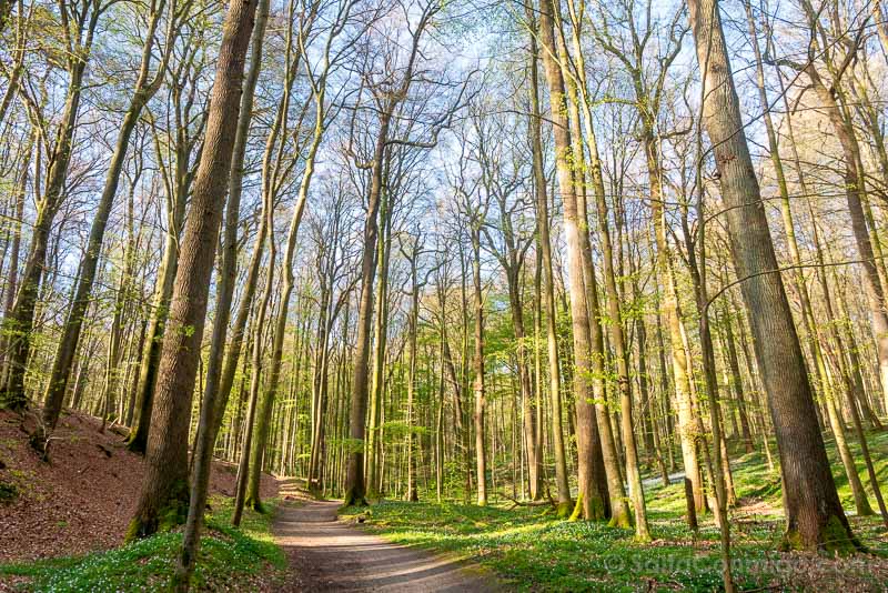 Disfrutando de la tranquilidad en el bosque de Soignes